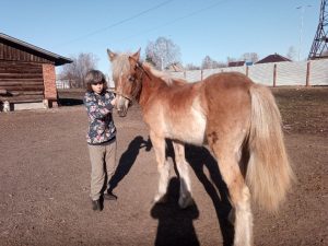 Ольга Захарова: «В основном люди покупают лошадей для спорта, а я — для души!»