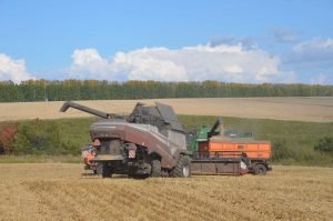 Снова льются зёрна хлеба золотой живой рекой