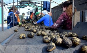 Элитный картофель, белорусская подкормка и цена второго хлеба