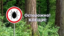 Внимание!  С 27 апреля по 10 мая проводится Всероссийская горячая линия по профилактике клещевого вирусного энцефалита и других инфекций, передающихся иксодовыми клещами.